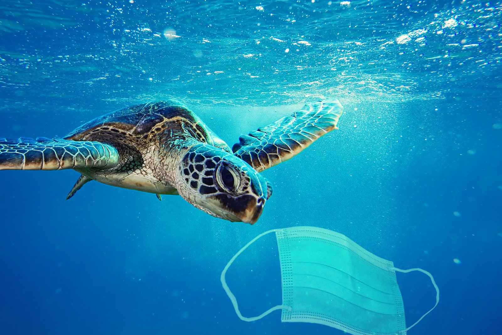 A sea turtle going to eat a surgical mask. Photo manipulation ab